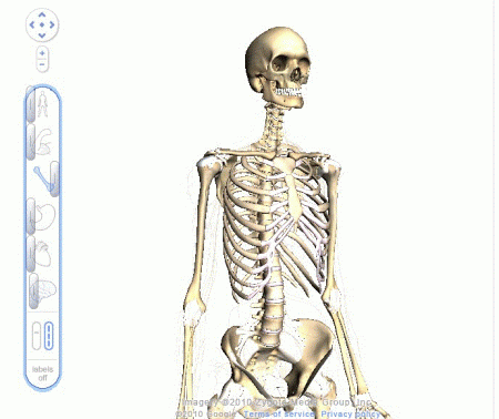 Google Body Browser 